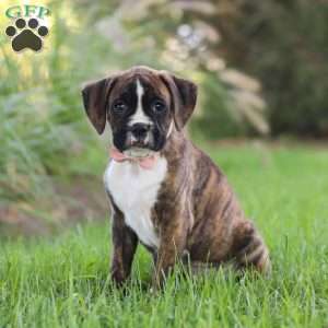 Lacy, Boxer Puppy